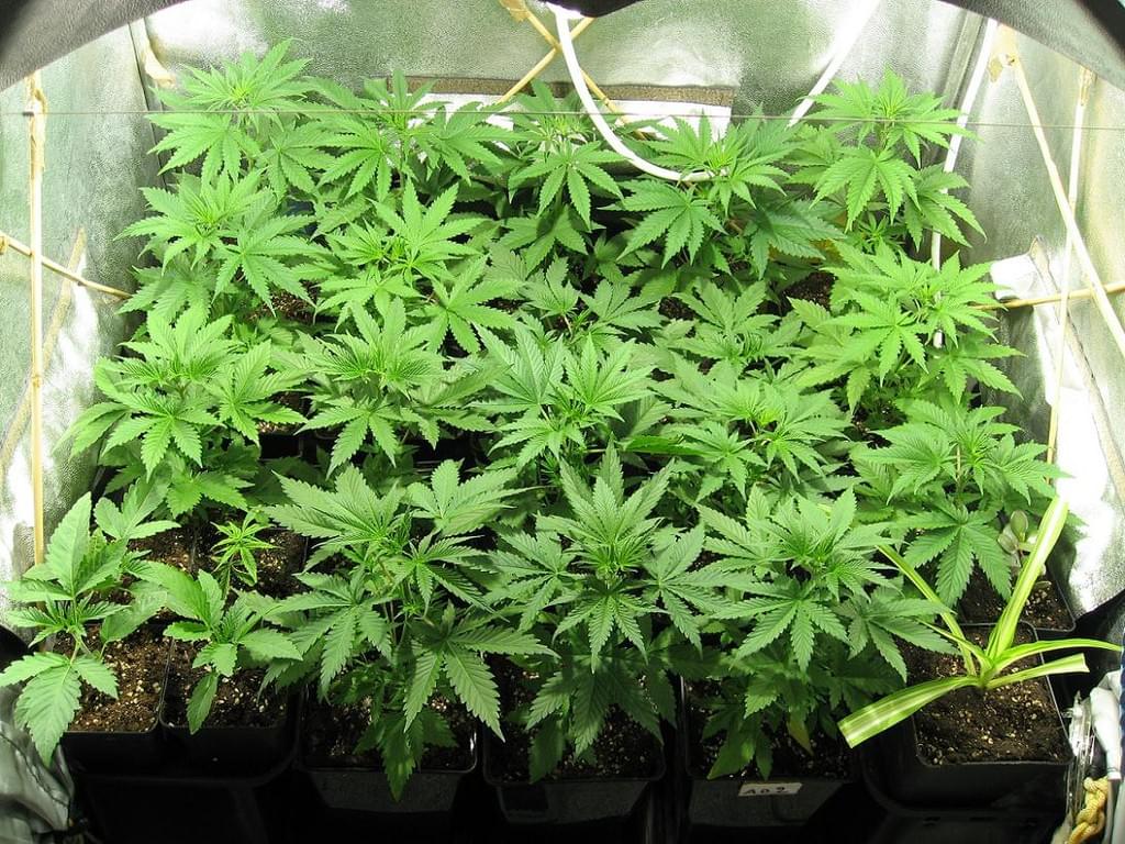 Marijuana coltivazione indoor Marijuana coltivazione indoor
