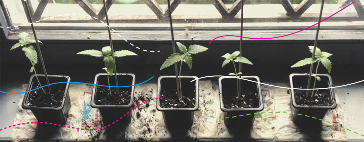 Usare i fertilizzanti per cannabis RQS nelle colture outdoor: Royal Gorilla