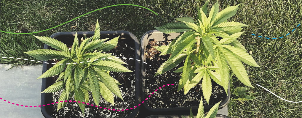 Usare i fertilizzanti per cannabis RQS nelle colture outdoor: Royal Gorilla