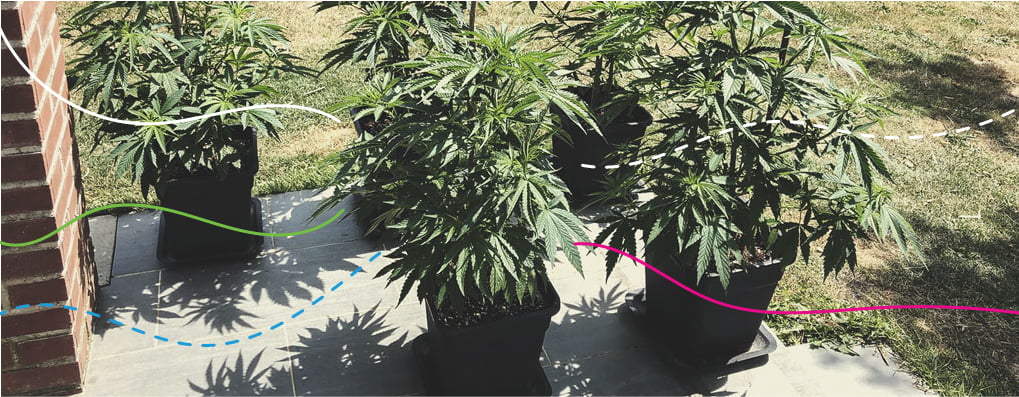 Usare i fertilizzanti per cannabis RQS nelle colture outdoor: Royal Gorilla