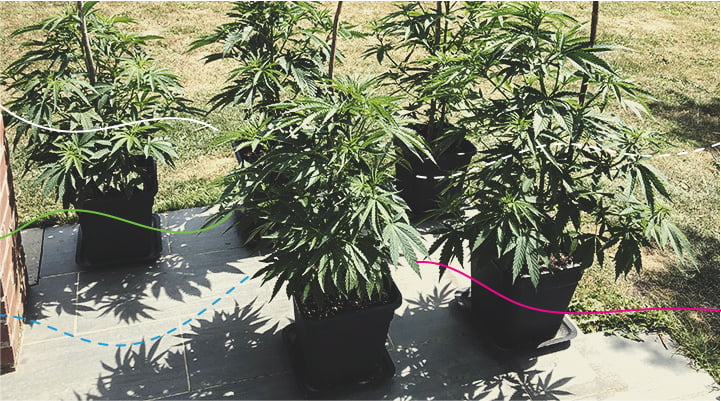Usare i fertilizzanti per cannabis RQS nelle colture outdoor: Royal Gorilla