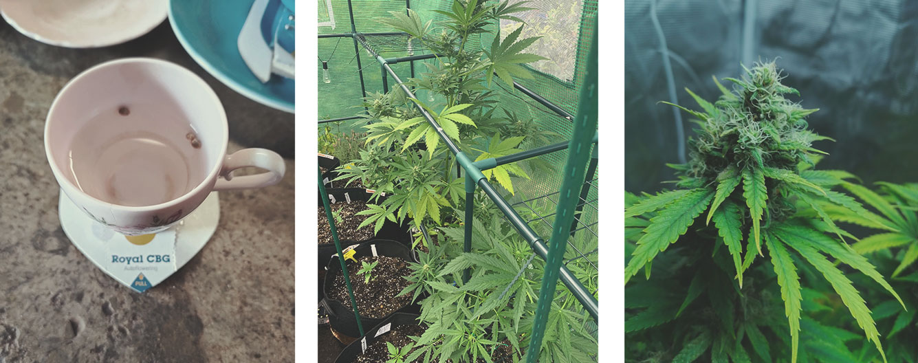 Come coltivare la marijuana medica
