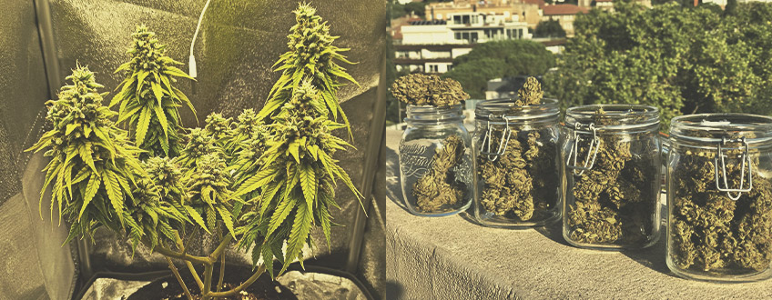 Chi Usa le Varietà di Cannabis Autofiorenti e Perché? Chi Usa le Varietà di Cannabis Autofiorenti e Perché?