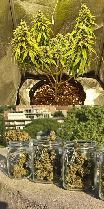 Chi Usa le Varietà di Cannabis Autofiorenti e Perché? Chi Usa le Varietà di Cannabis Autofiorenti e Perché?