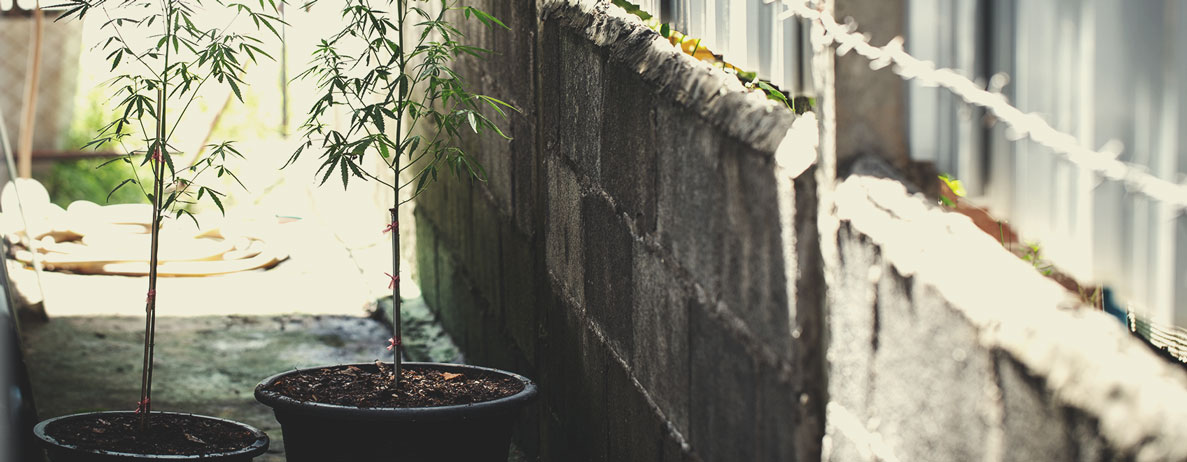 Prima del 2021, qual era l'atteggiamento di Malta nei confronti della cannabis?