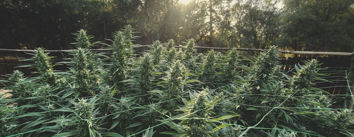 La cannabis è una pianta annuale, biennale o perenne?
