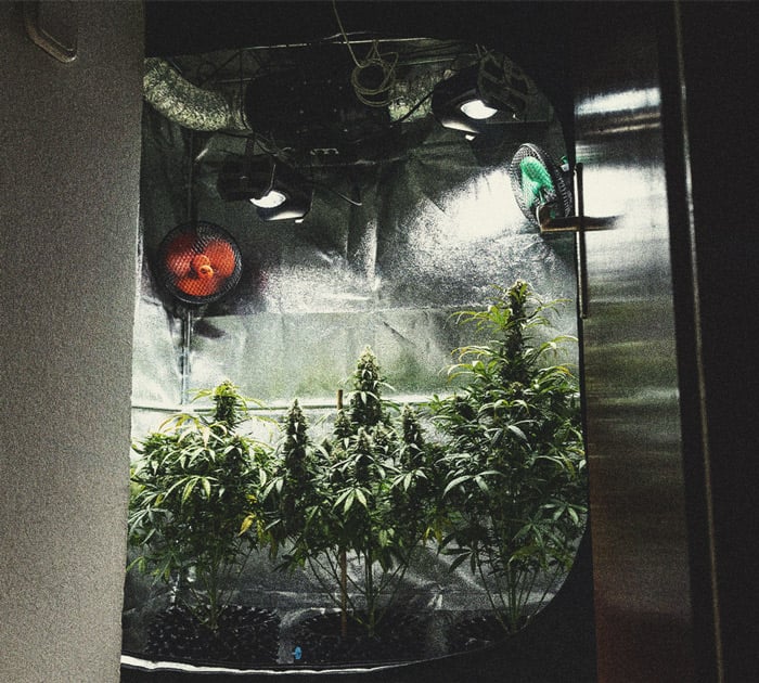 Tutto quello che c'è da sapere sui grow box 