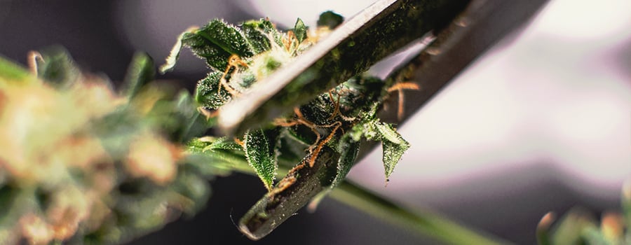 Hand Trimming