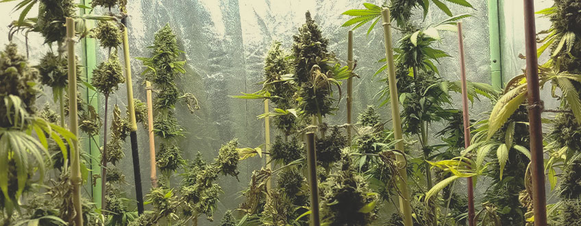 Haze Berry Automatic Haze Berry Automatic