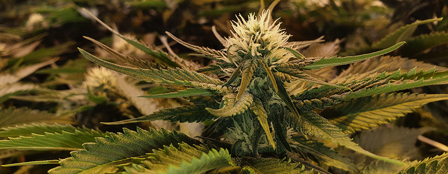 Haze Berry Haze Berry