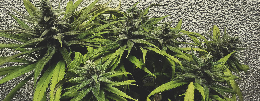 Haze Berry Haze Berry