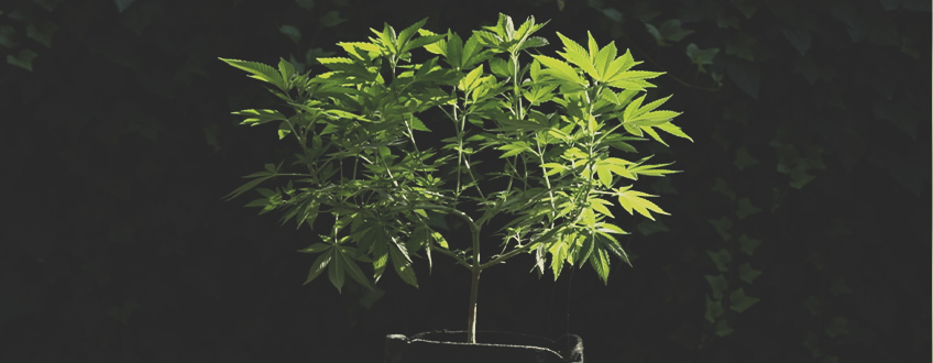 How to Move Your Indoor Cannabis Plants Outdoors