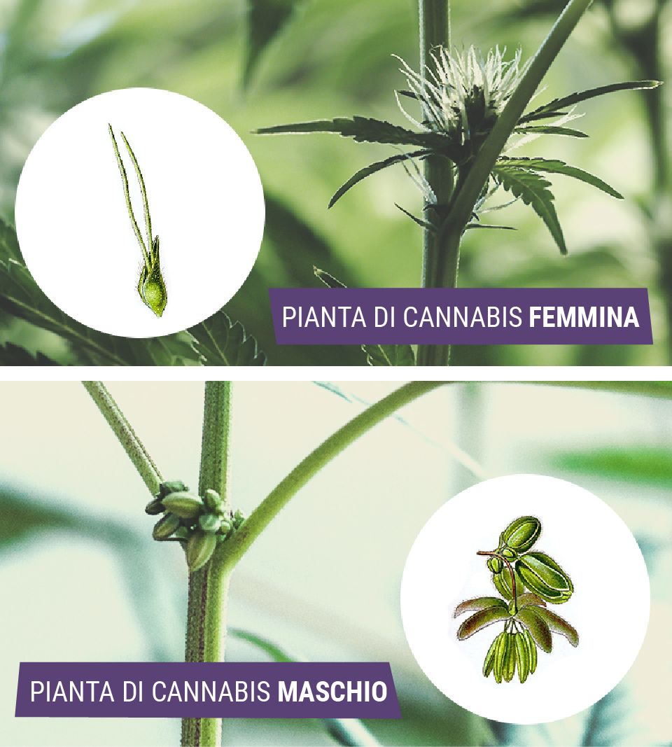 Cannabis maschio vs cannabis femmina: qual è la differenza?