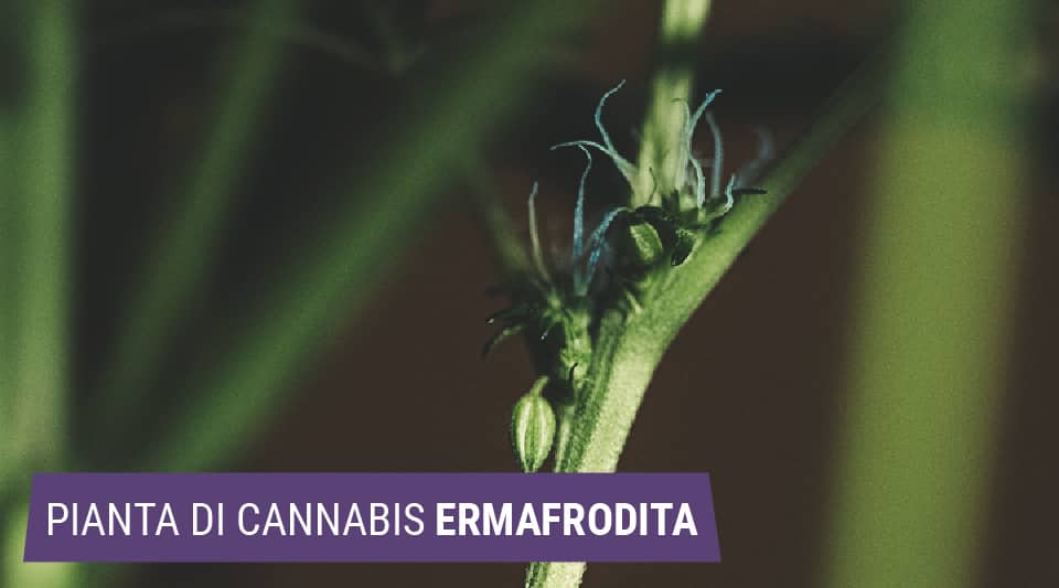 Ermafroditi: quando le piante di cannabis diventano monoiche