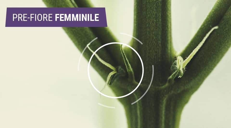 Individuare le piante di cannabis femmina