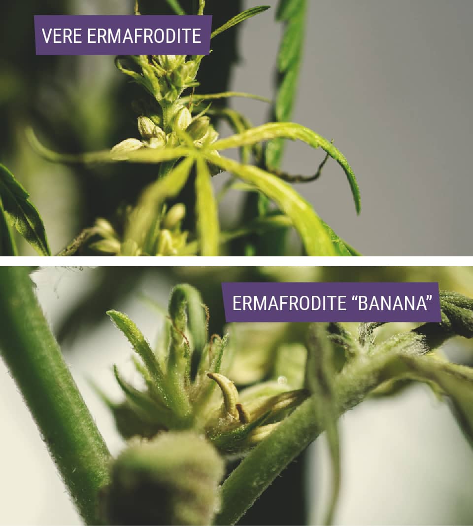 Tipologie di piante di cannabis ermafrodite