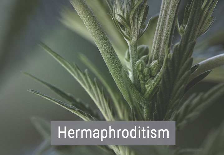 In Che Modo il Freddo Influisce sulle Piante di Cannabis? In Che Modo il Freddo Influisce sulle Piante di Cannabis?