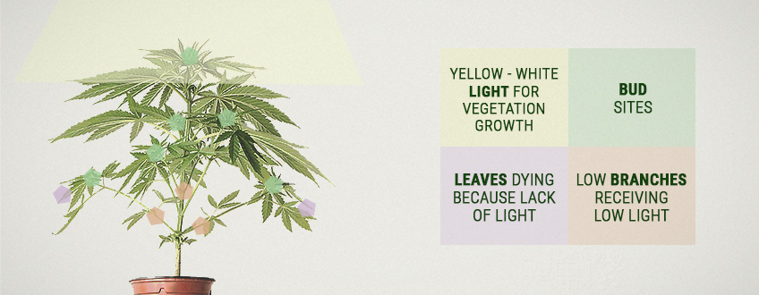 Cosa si intende per rendimento di una pianta di cannabis?