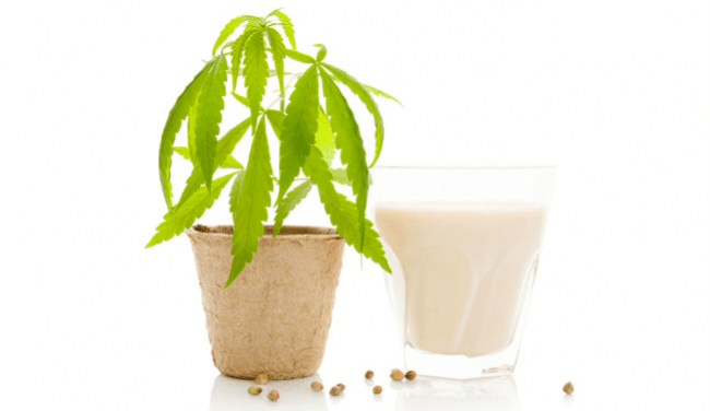 cannabis latte di cocco olio di marijuana gelato alla menta di avocado