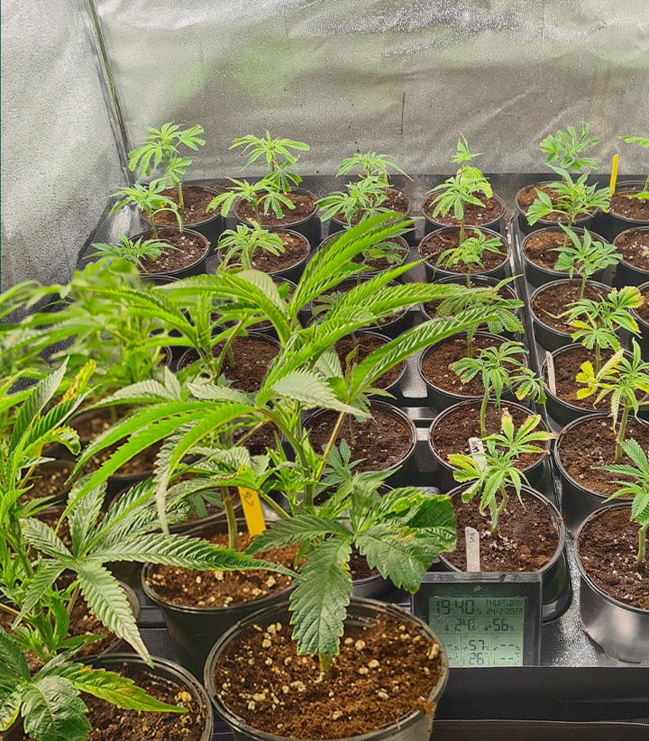 Multipli cloni di cannabis in vassoi di propagazione con cubetti di lana di roccia e altri stabiliti in vasi, che illustrano la replicazione di genetica identica da talee per ceppi di marijuana consistenti.