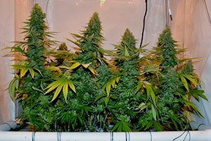Crescere stile SCROG cannabis Crescere stile SCROG cannabis