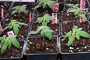 Marijuana coperta crescere prima settimana Marijuana coperta crescere prima settimana