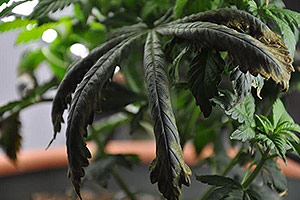 Una pianta di cannabis ha bisogno di aiuto Una pianta di cannabis ha bisogno di aiuto