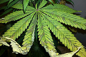 Che cosa fare da sovralimentazione da una pianta di cannabis? Che cosa fare da sovralimentazione da una pianta di cannabis?