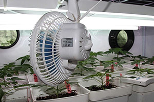 Ventilatore per la coltivazione di cannabis Ventilatore per la coltivazione di cannabis