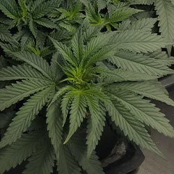 Indicas