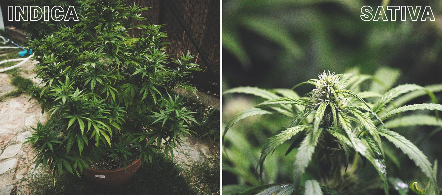 Response of Sativa Strains to Photoperiod