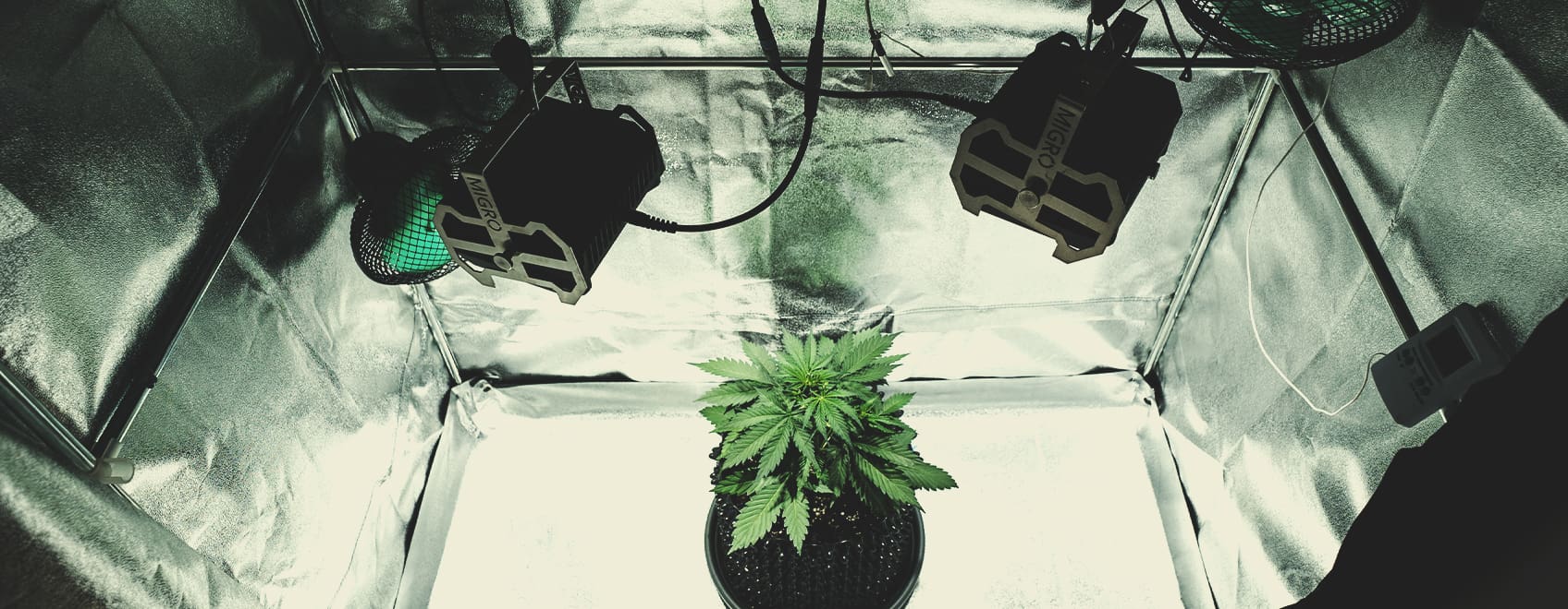 Analizzare l'allestimento della grow room