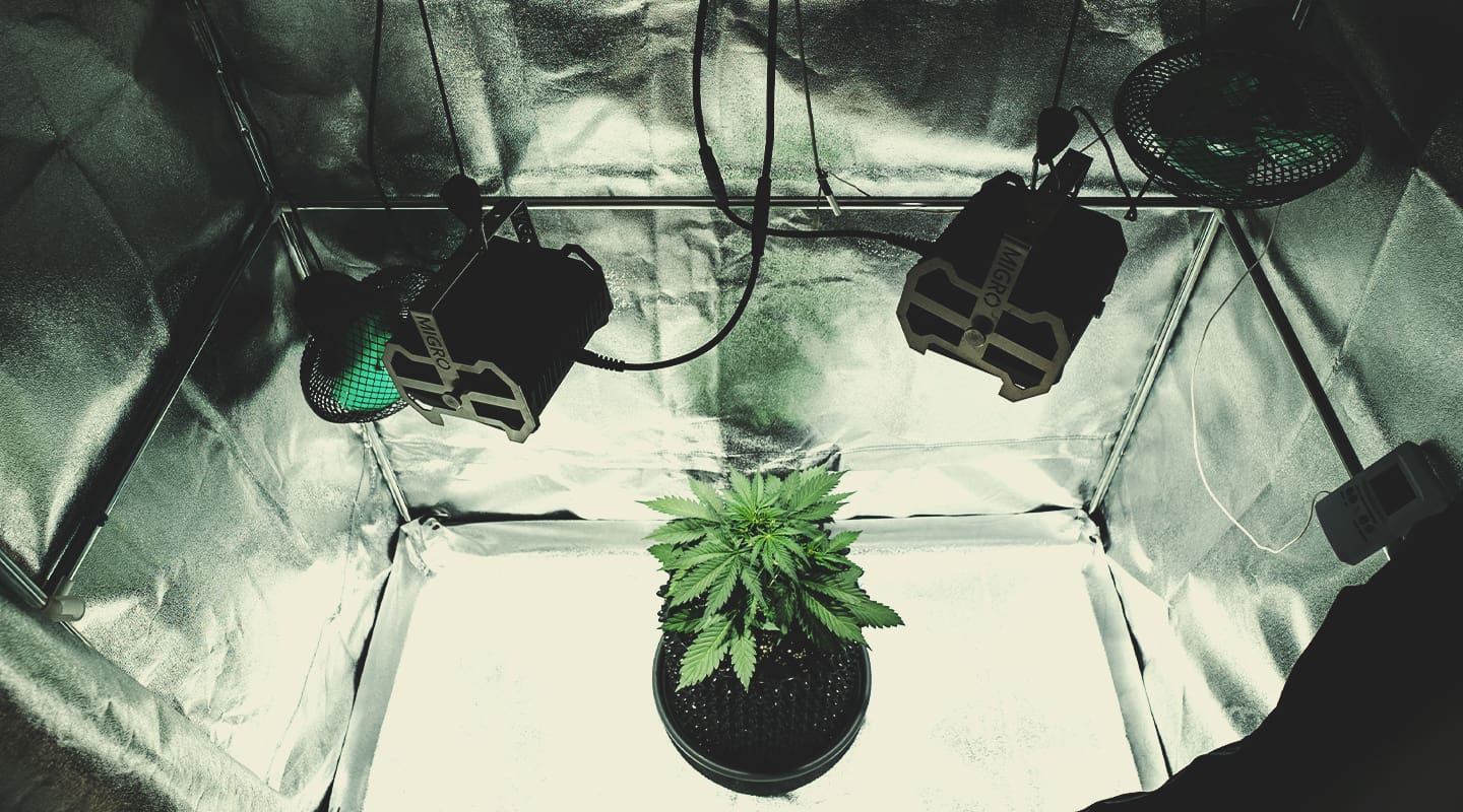 Analizzare l'allestimento della grow room