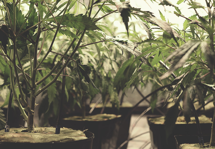 Come Costruire un Sistema di Irrigazione a Goccia con Tubature Indoor Come Costruire un Sistema di Irrigazione a Goccia con Tubature Indoor
