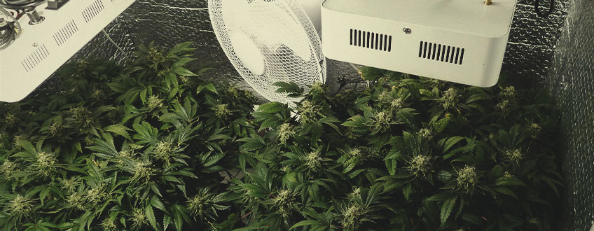 Cannabis growing
