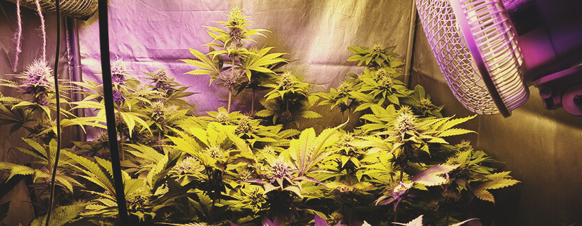 Tutte le Varietà di Cannabis Sono Adatte per la Coltivazione Indoor?