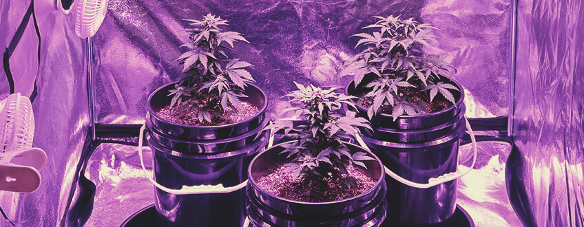 Cos’Altro Potete Preparare per una Coltivazione Economica di Cannabis?