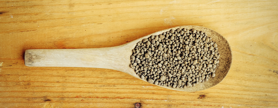 Cannabis Di Fertilizzante Guano Pipistrello Cannabis Di Fertilizzante Guano Pipistrello