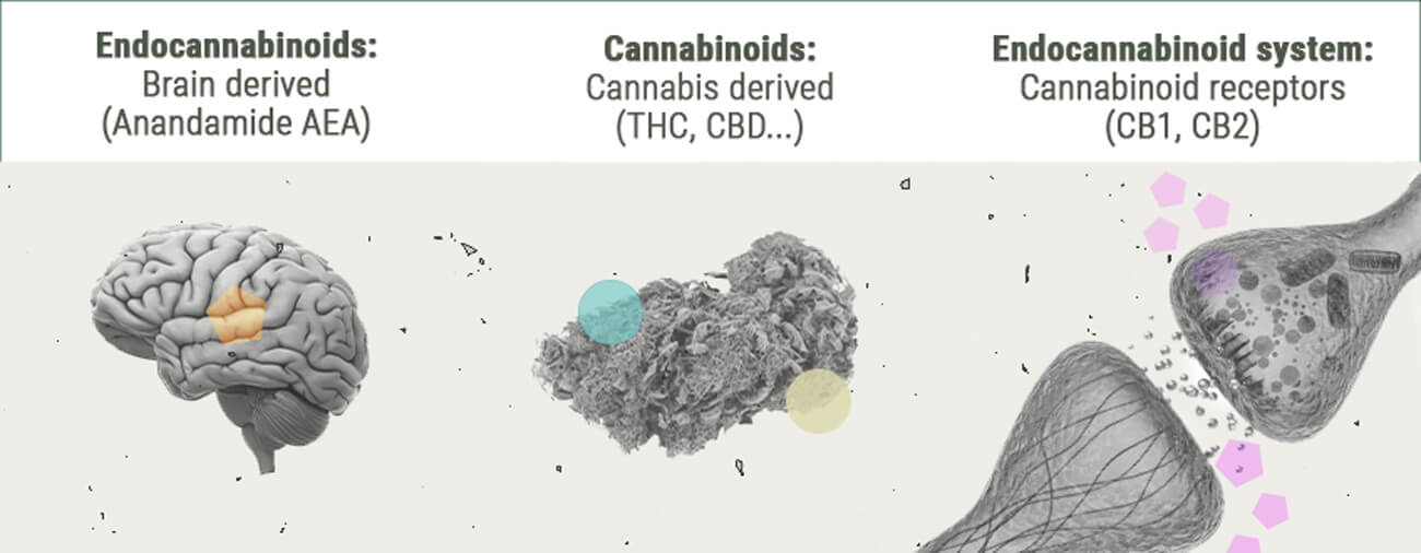 Lo Sballo Generato dalla Cannabis da un Punto di Vista Chimico Lo Sballo Generato dalla Cannabis da un Punto di Vista Chimico