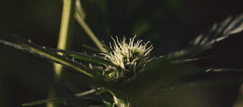 L’Importanza Del Ciclo Di Buio Nella Coltivazione Di Cannabis