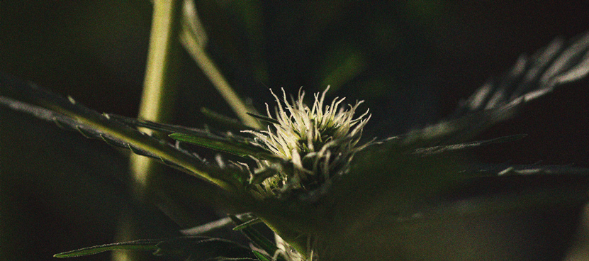 L’Importanza Del Ciclo Di Buio Nella Coltivazione Di Cannabis L’Importanza Del Ciclo Di Buio Nella Coltivazione Di Cannabis