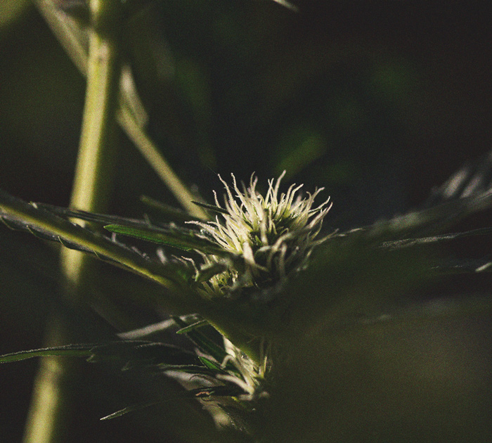 L’Importanza Del Ciclo Di Buio Nella Coltivazione Di Cannabis L’Importanza Del Ciclo Di Buio Nella Coltivazione Di Cannabis
