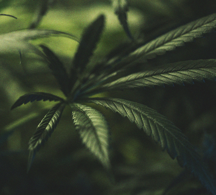 L’Importanza Del Ciclo Di Buio Nella Coltivazione Di Cannabis
