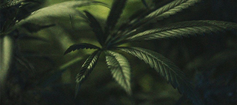 L’Importanza Del Ciclo Di Buio Nella Coltivazione Di Cannabis L’Importanza Del Ciclo Di Buio Nella Coltivazione Di Cannabis