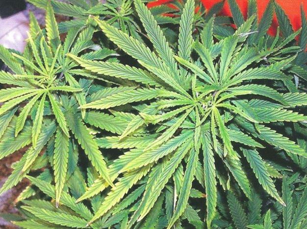Ferro marijuana