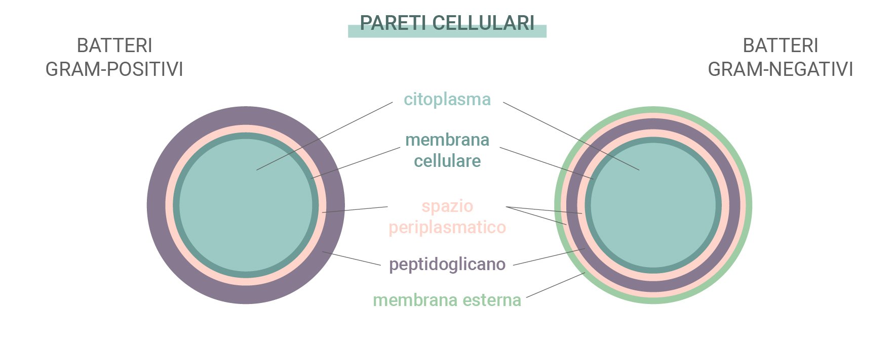 Batteri Gram-positivi e Gram-negativi