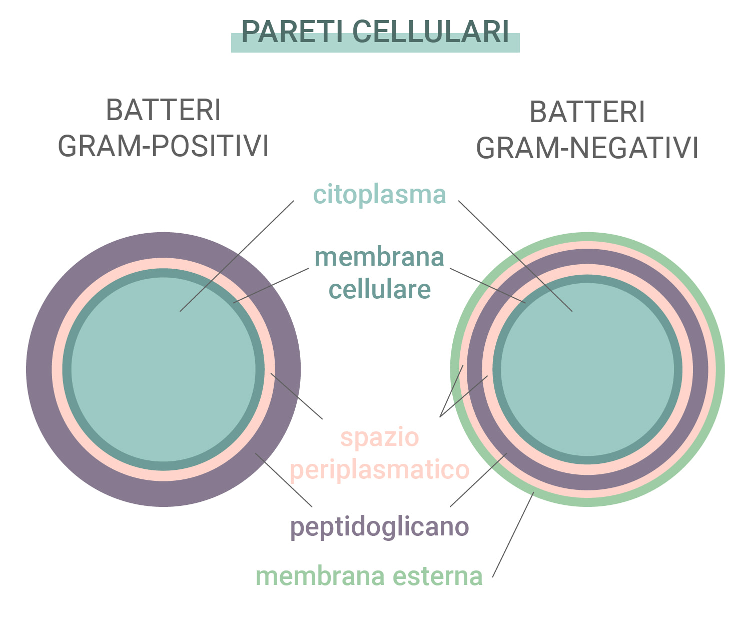 Batteri Gram-positivi e Gram-negativi