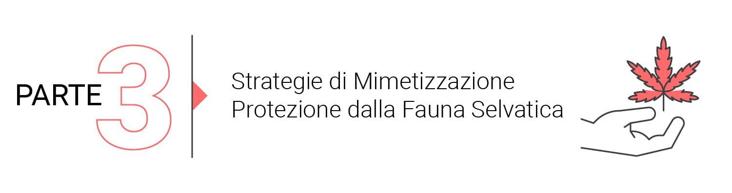 Le Basi della Coltivazione Outdoor (Parte 2)