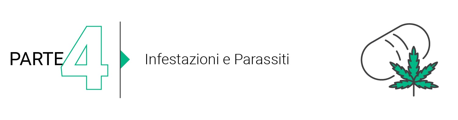 Le Basi della Coltivazione Outdoor (Parte 2)