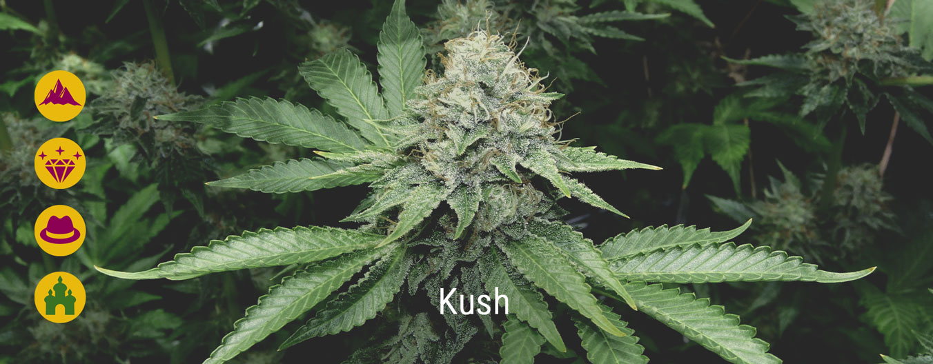 Le migliori varietà di cannabis Kush